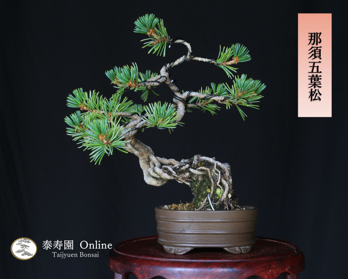 白木盆栽園　五葉松　樹高32センチ　盆栽黒松赤松五葉松真柏雑木趣味観葉植物 白木盆栽園 杜松 樹高24センチ 盆栽黒松赤松五葉松真柏雑木趣味観葉