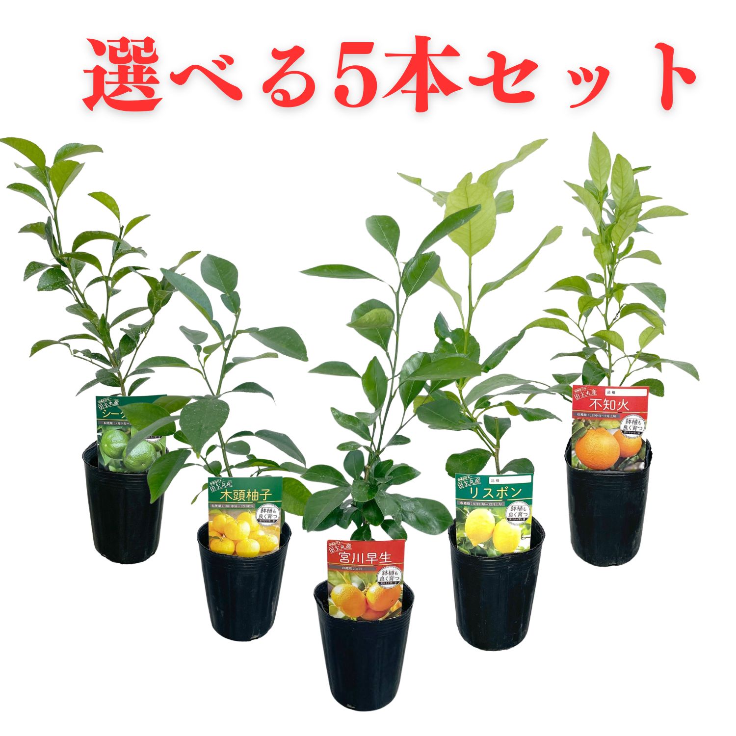 9cmポット 接木苗 選べる5本セット 宮川早生 ライム 不知火 柚子 レモン スイートスプリング シークワーサー