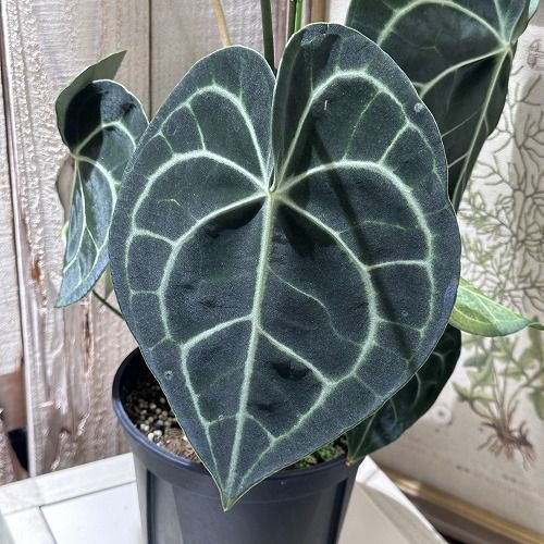 希少　アンスリウム　クラリネルビウム　斑入り　美株　激レア　鉢ごとメルカリ便② 希少 アンスリウム クラリネルビウム 斑入り 美株 激レア 鉢ごと