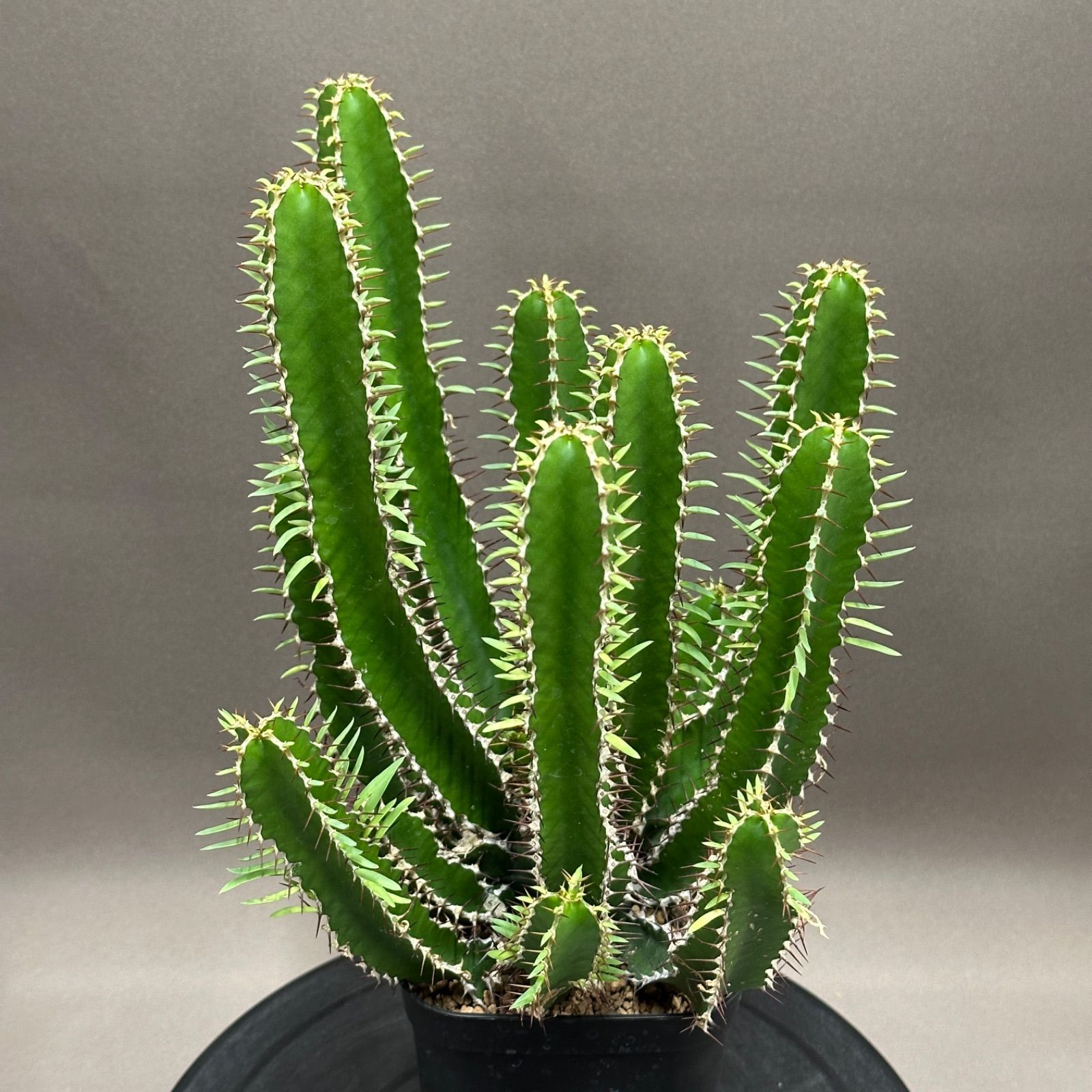 ユーフォルビア・ムランジーナ ② euphorbia mlanjeana コーデックス