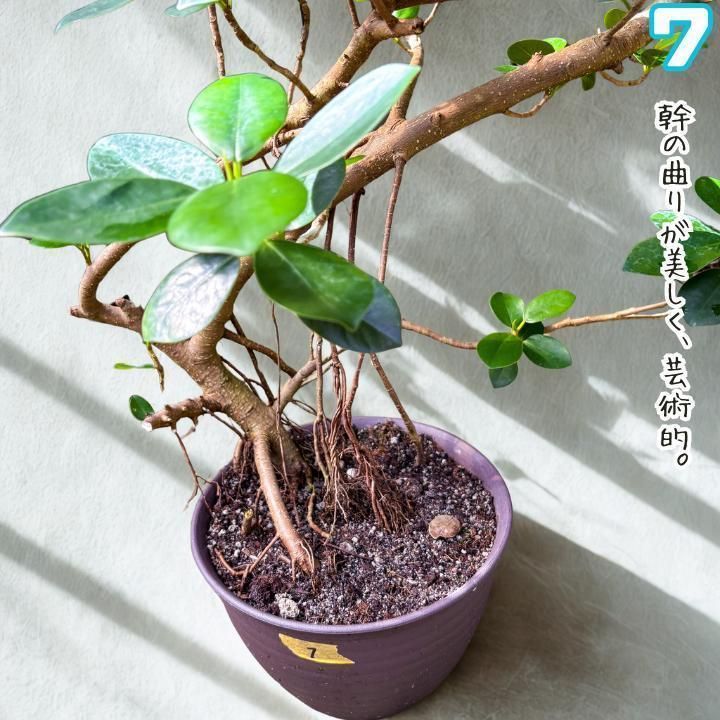 ✨パンダガジュマル No.7【盆栽仕立て】✨ ✨パンダガジュマル No.7【盆栽仕立て】✨ - メルカリ