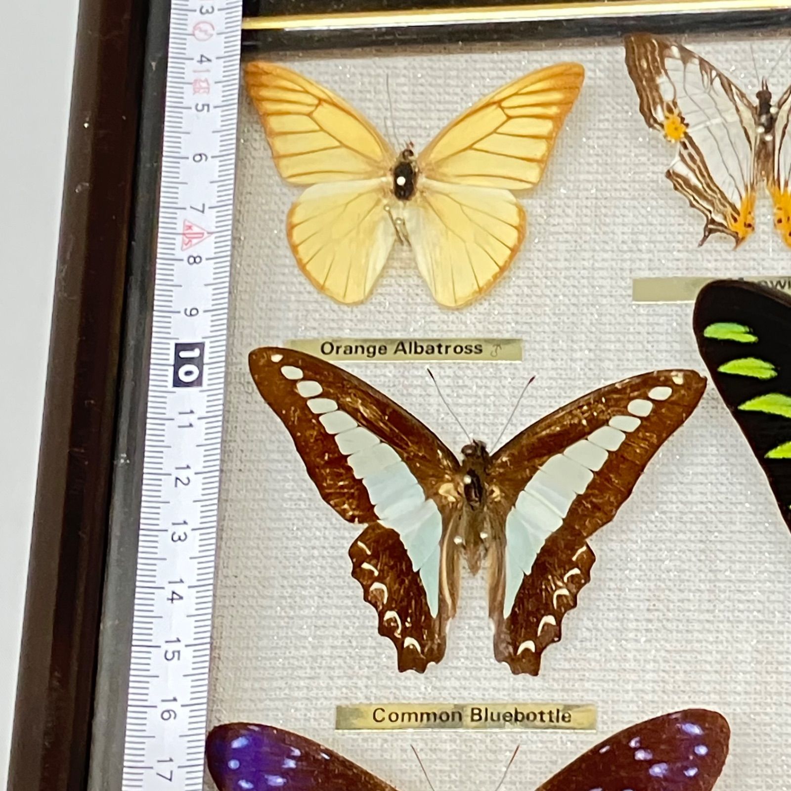 オレンジアルバトロス