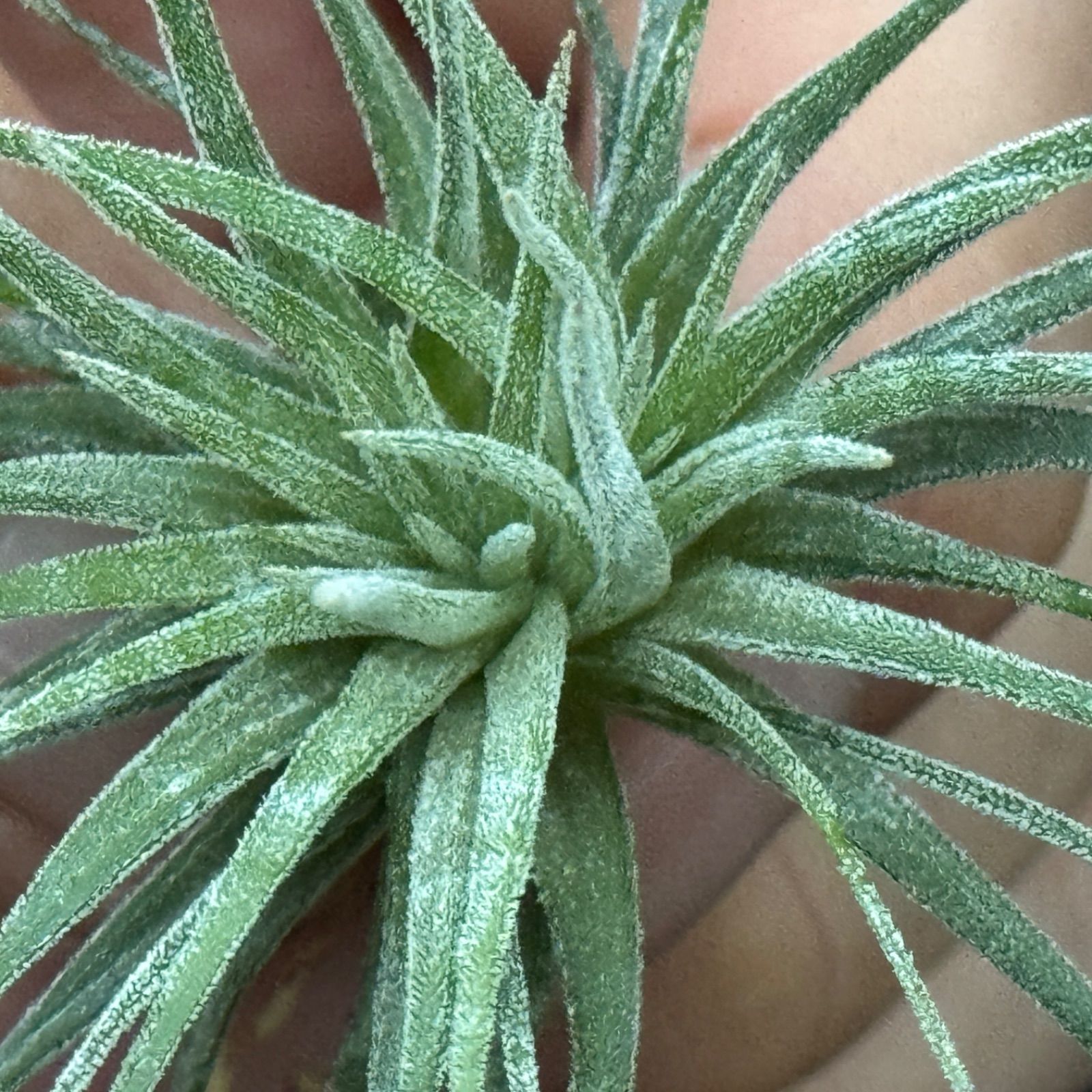 チランジア イオナンタ モンストローズ (モンストローサ) Tillandsia