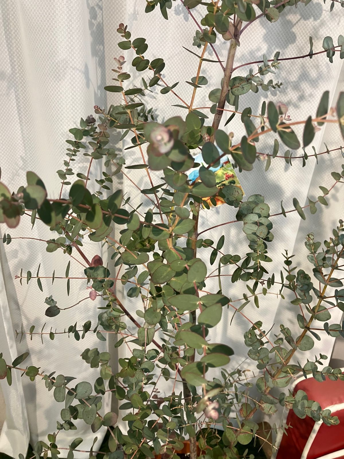 現物販売