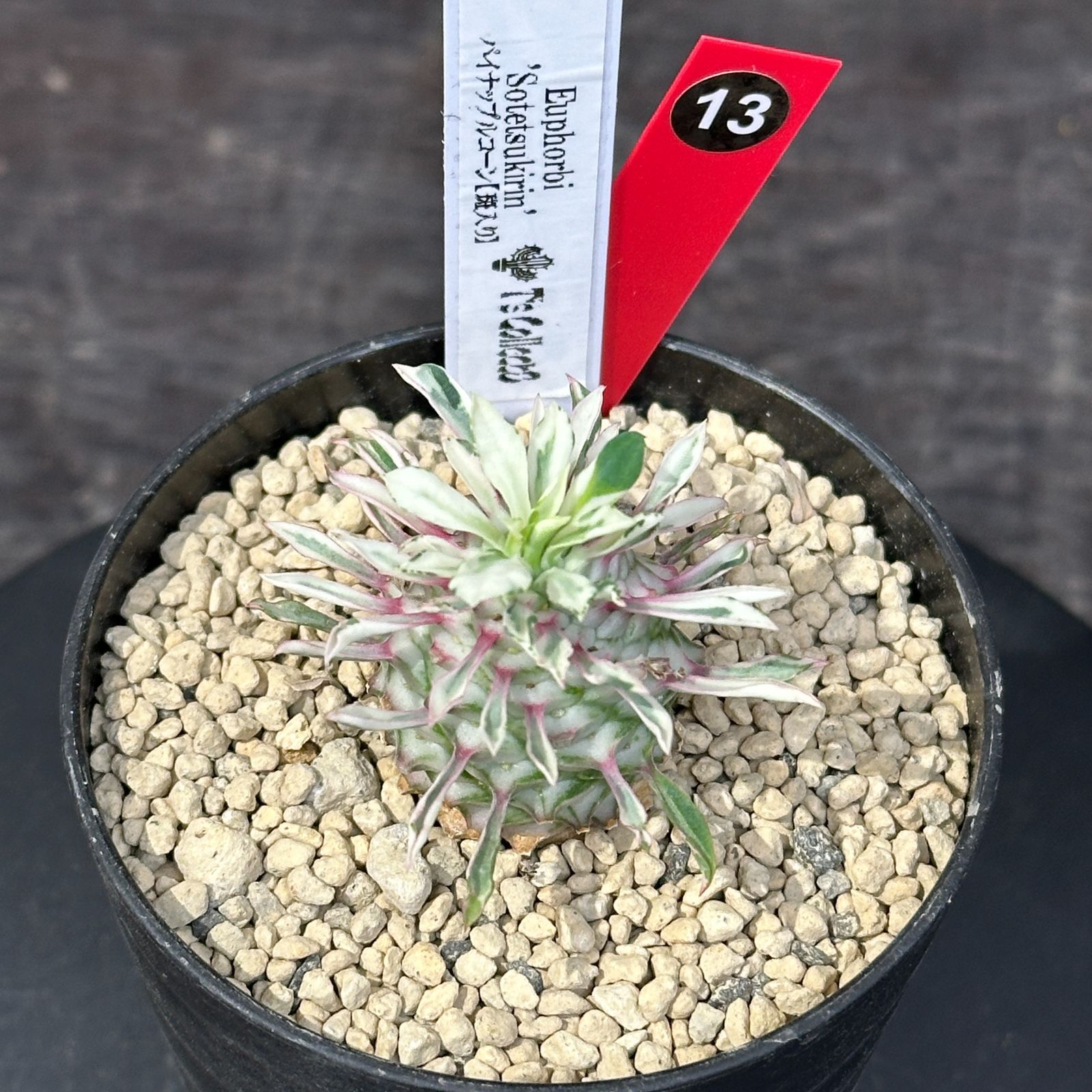 #13 Euphorbia Sotetsukirin ユーフォルビア ソテツキリン パイナップルコーン 斑入り 多肉植物