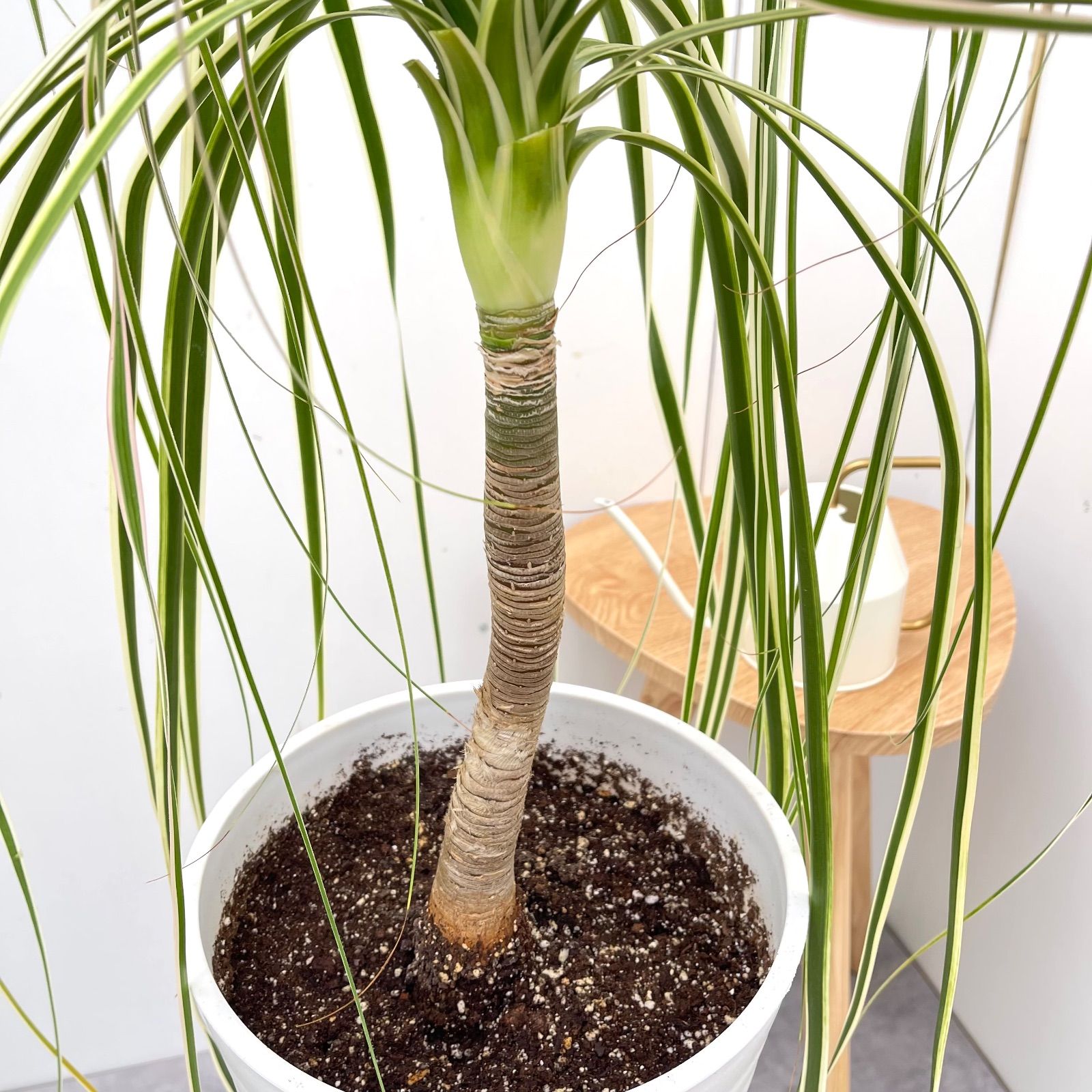 トックリラン ノリナ 斑入り【現品】☆希少☆ 観葉植物 室内 現品