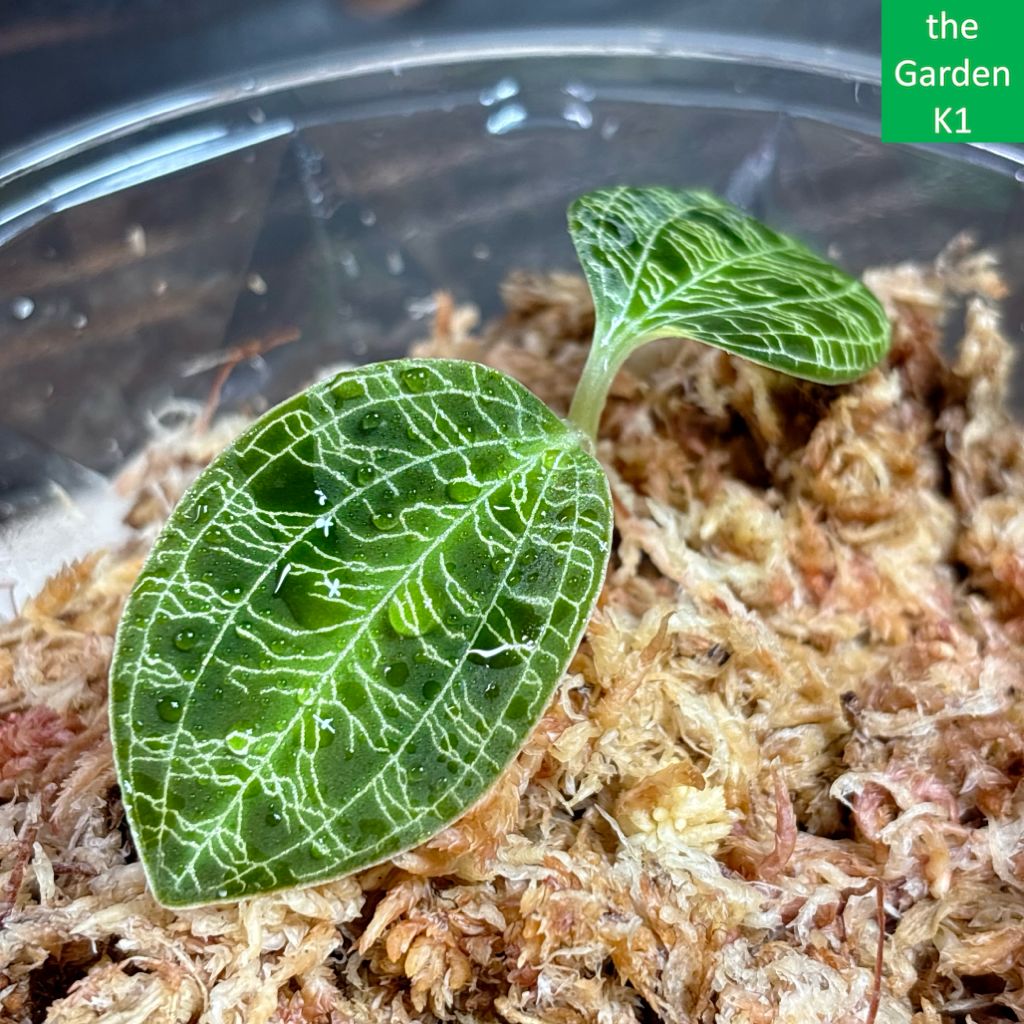 ジュエルオーキッド】マコデス・ペトラ MP017 - メルカリ