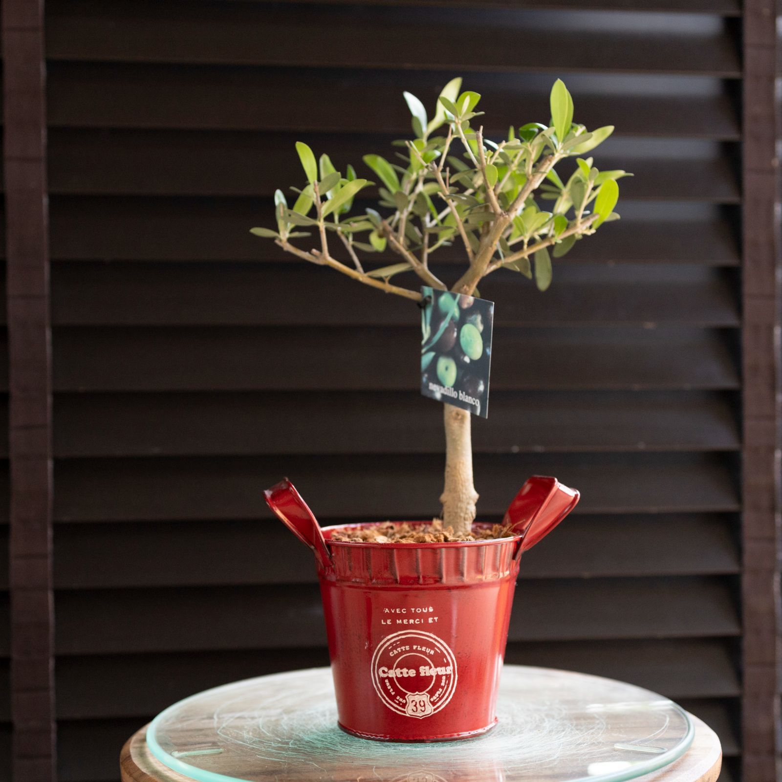 クリスマス オリーブ 2鉢セット 創樹 Olive オリーブの木 盆栽 SOUJU