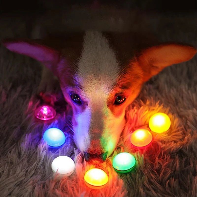 ペット LED セーフティ ライト 緑 散歩 犬 首輪 安全 リード 子ども