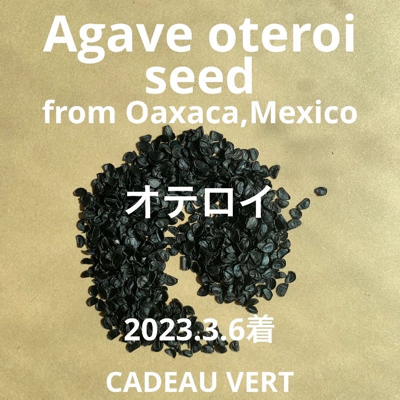 アガベ オテロイ☆Agave Oteroi Fo76 厳龍 種子20粒 輸入メキシコ