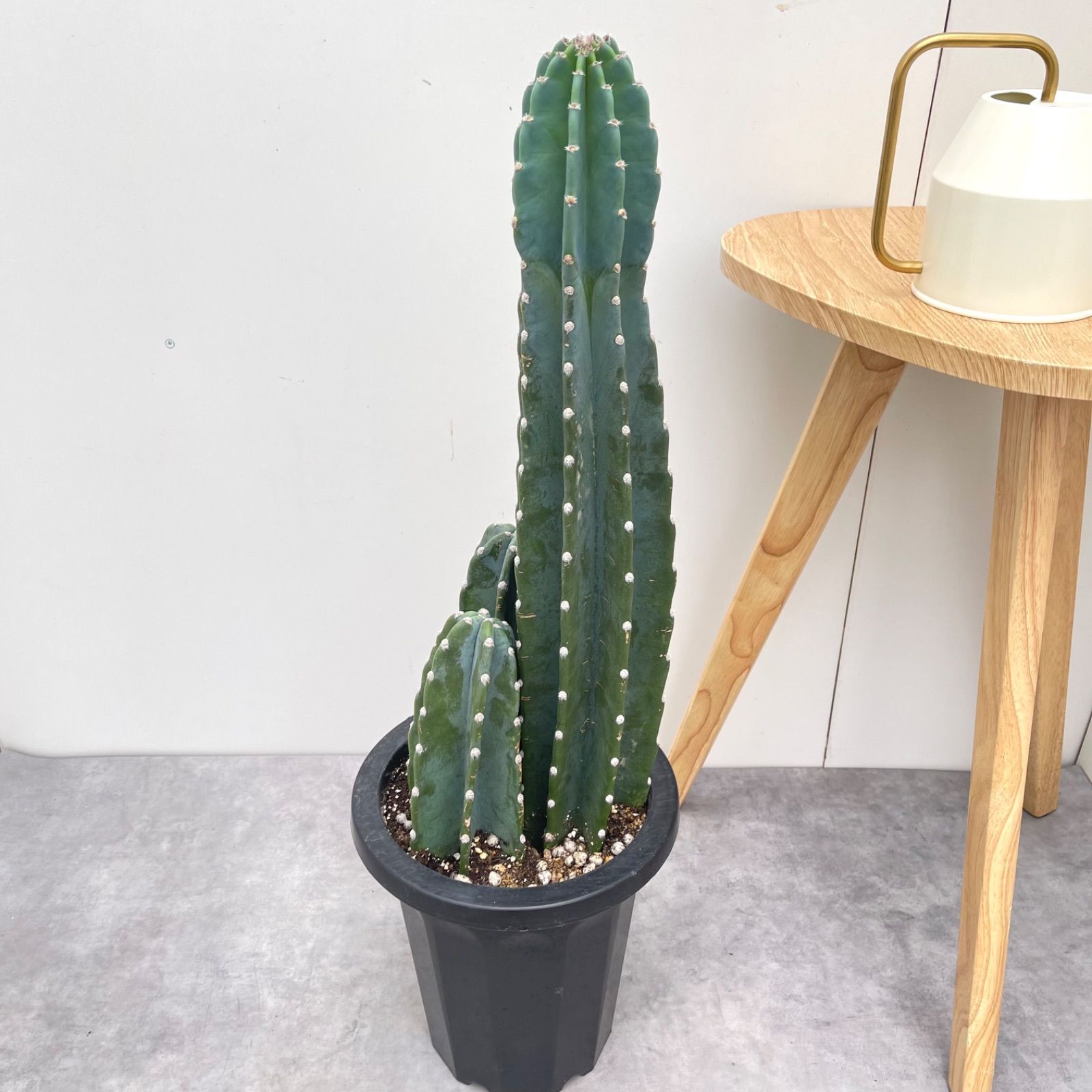 柱サボテン ブランチ11