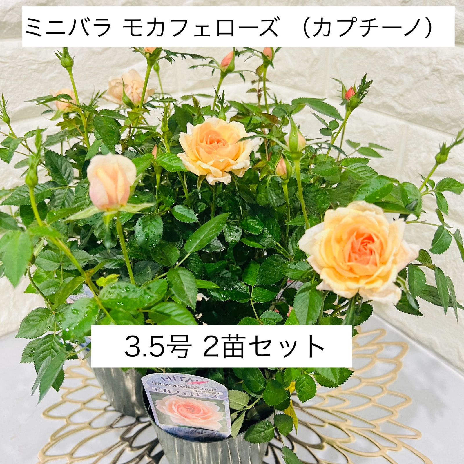 正規品ラベル付 ミニバラ「モカフェローズ」2苗（3.5号）カプチーノ
