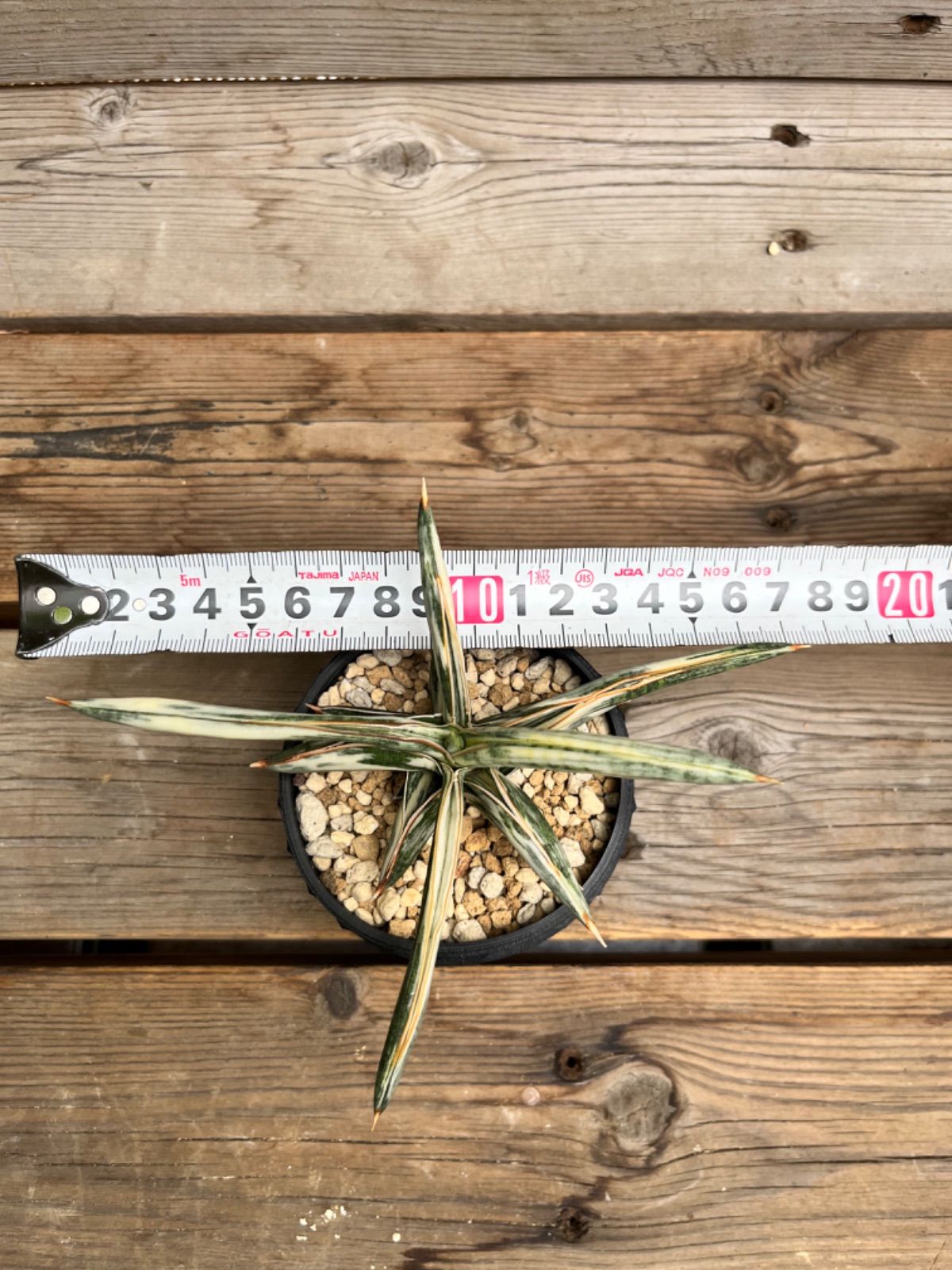 サンスベリア ブルークローンホワイト lav.1970 - メルカリ