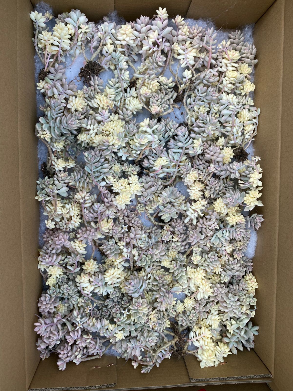 抜き苗 丸葉姫秋麗 DP2027×35株 ふっくら 多肉植物 エケベリア サボテン 韓国苗 新入荷