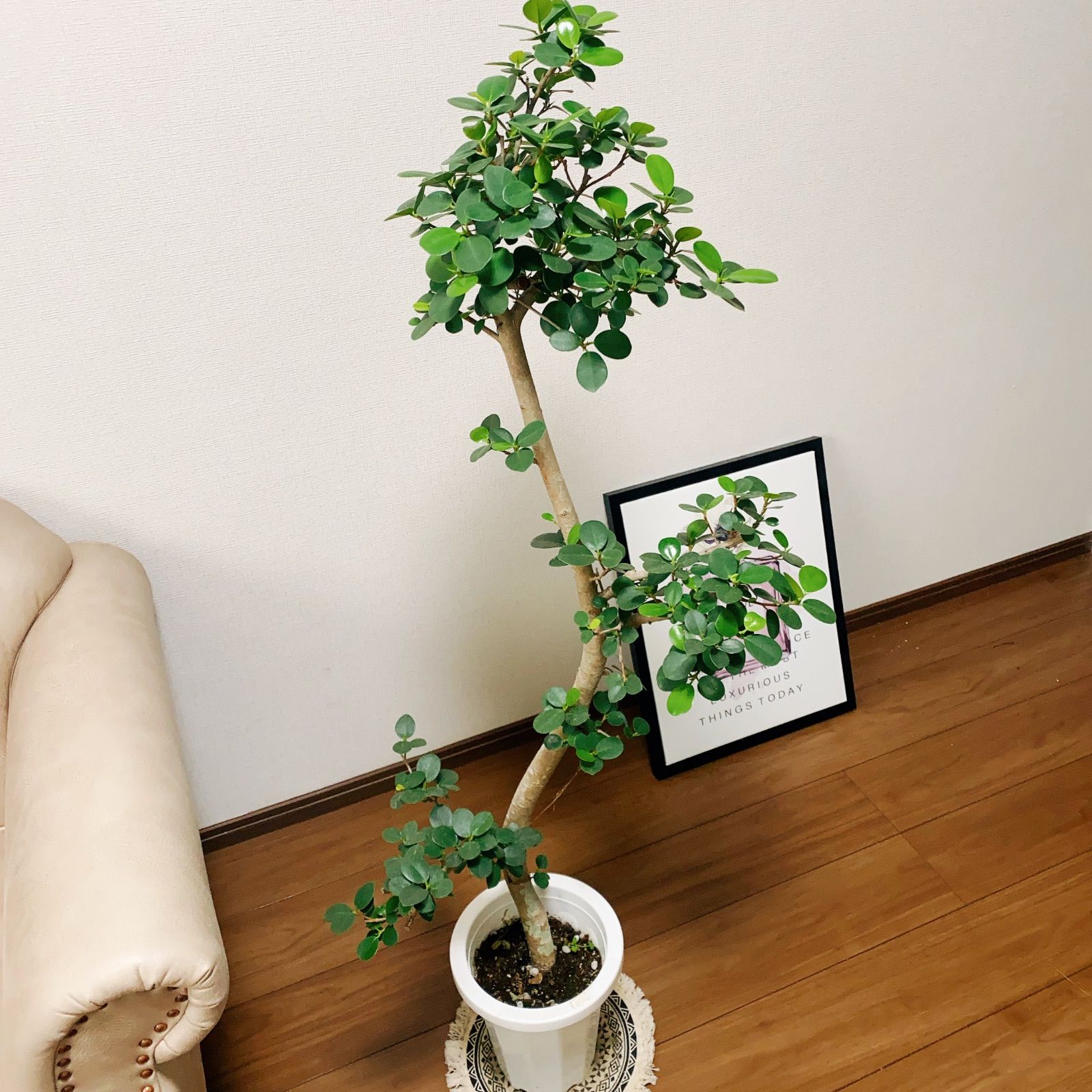 現品］【希少】1番 パンダガジュマル プラスチック鉢 7号 観葉植物