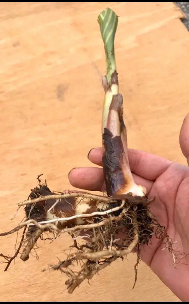 大量❗️カンナ・ベンガルタイガーの根株・球根 - メルカリ