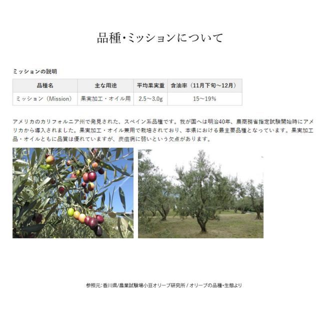 小豆島産 オリーブ苗木 ☆品種：マンザニロ☆ Sサイズ 半年〜3年生 (3