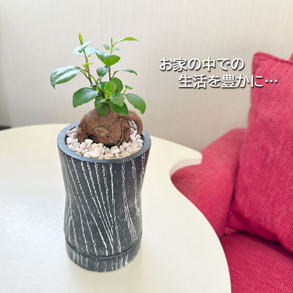 おらいさん苗5点セット！ちょこん、紫紺の矢、桜子、モルゲン