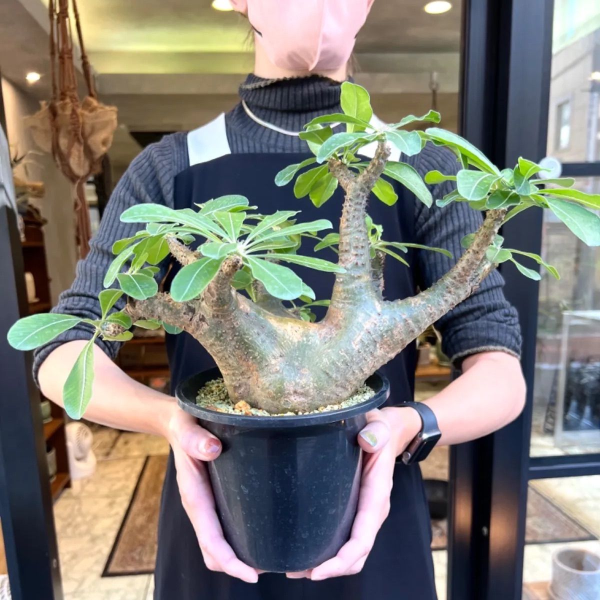 NEW】緑肌 パキポディウム マカイエンセ 現地球 発根済 大株 - メルカリ