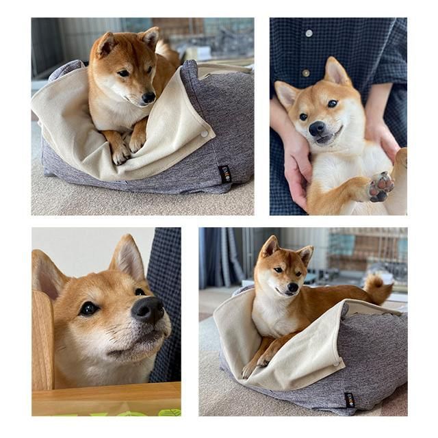 老猫