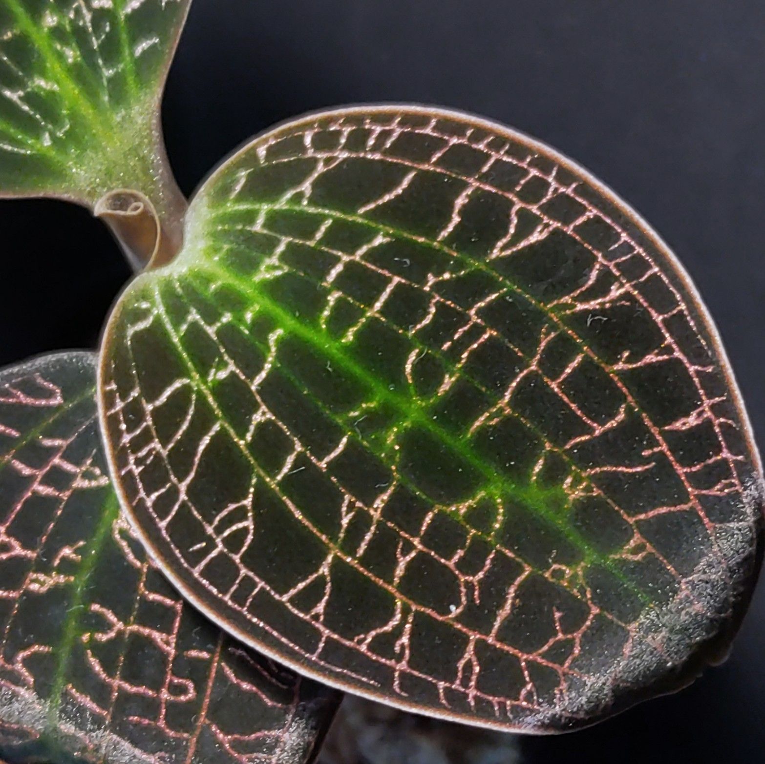 ドッシニア マルモラータ ジュエルオーキッド - メルカリ