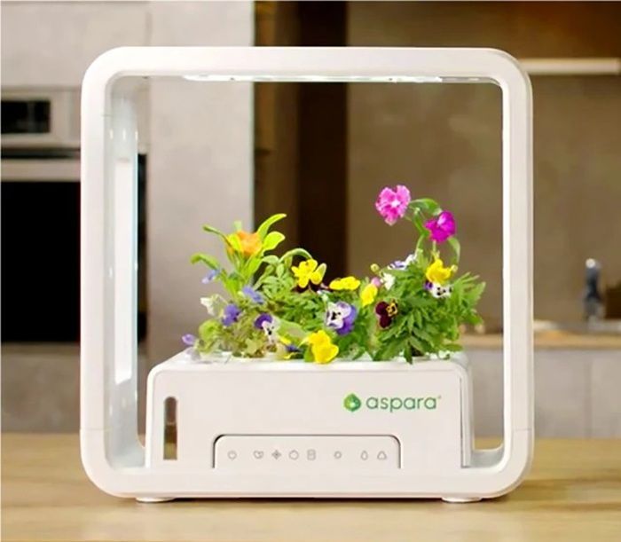 ハーブ 花
