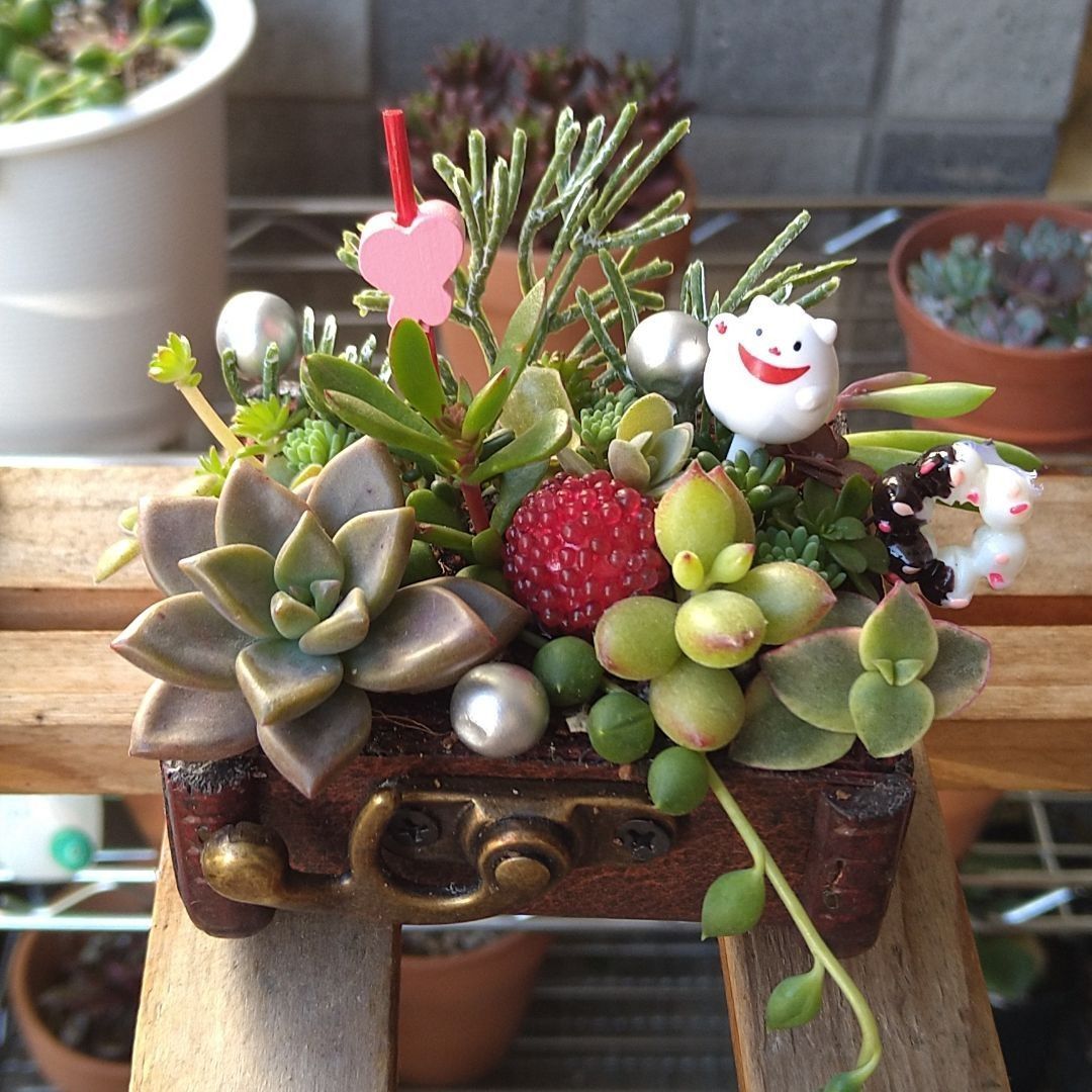 訳あり☆多肉植物☆寄せ植え☆そのまま飾れる☆招き猫ちゃん☆お正月 ...