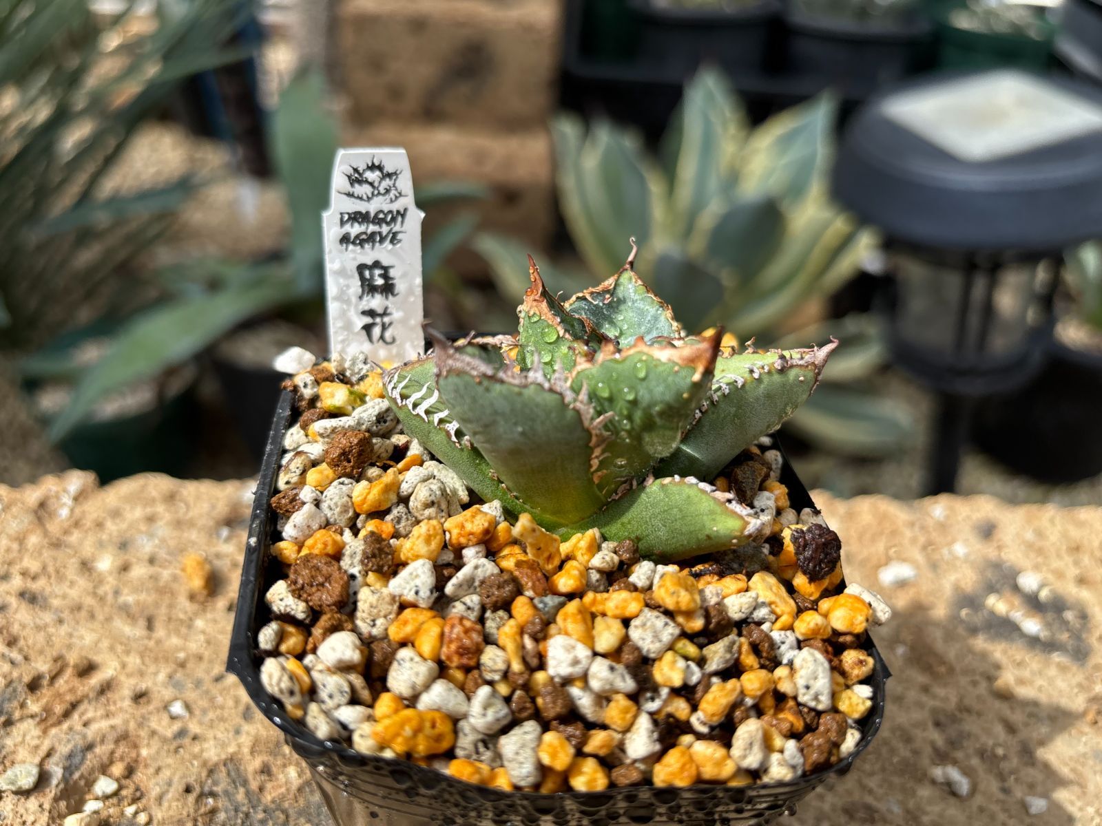 Dragon Agave産》アガベ チタノタ '麻花'（'麻花龍'）｜台湾
