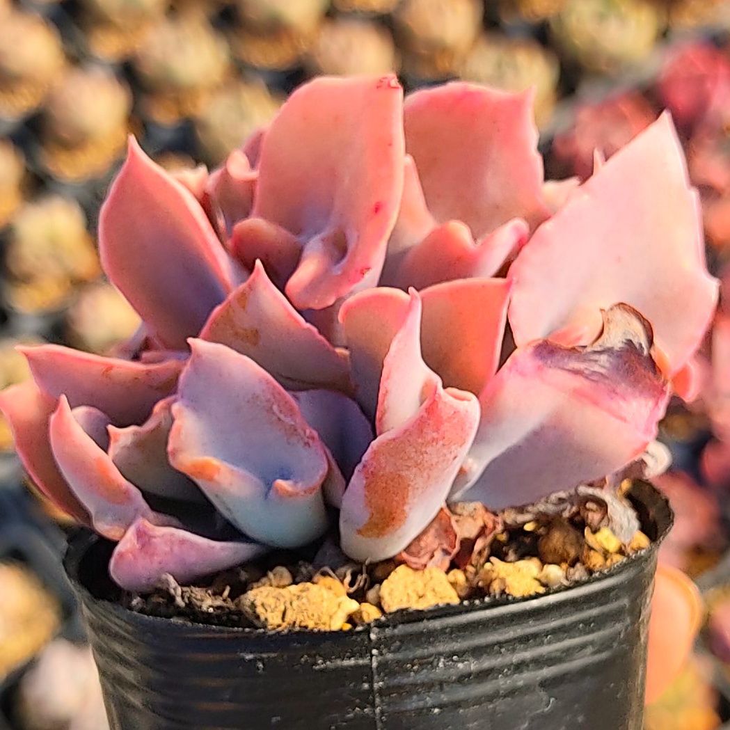 オリンピック 多肉植物 ピンクエッジ錦♡希少カキコ - 観葉植物