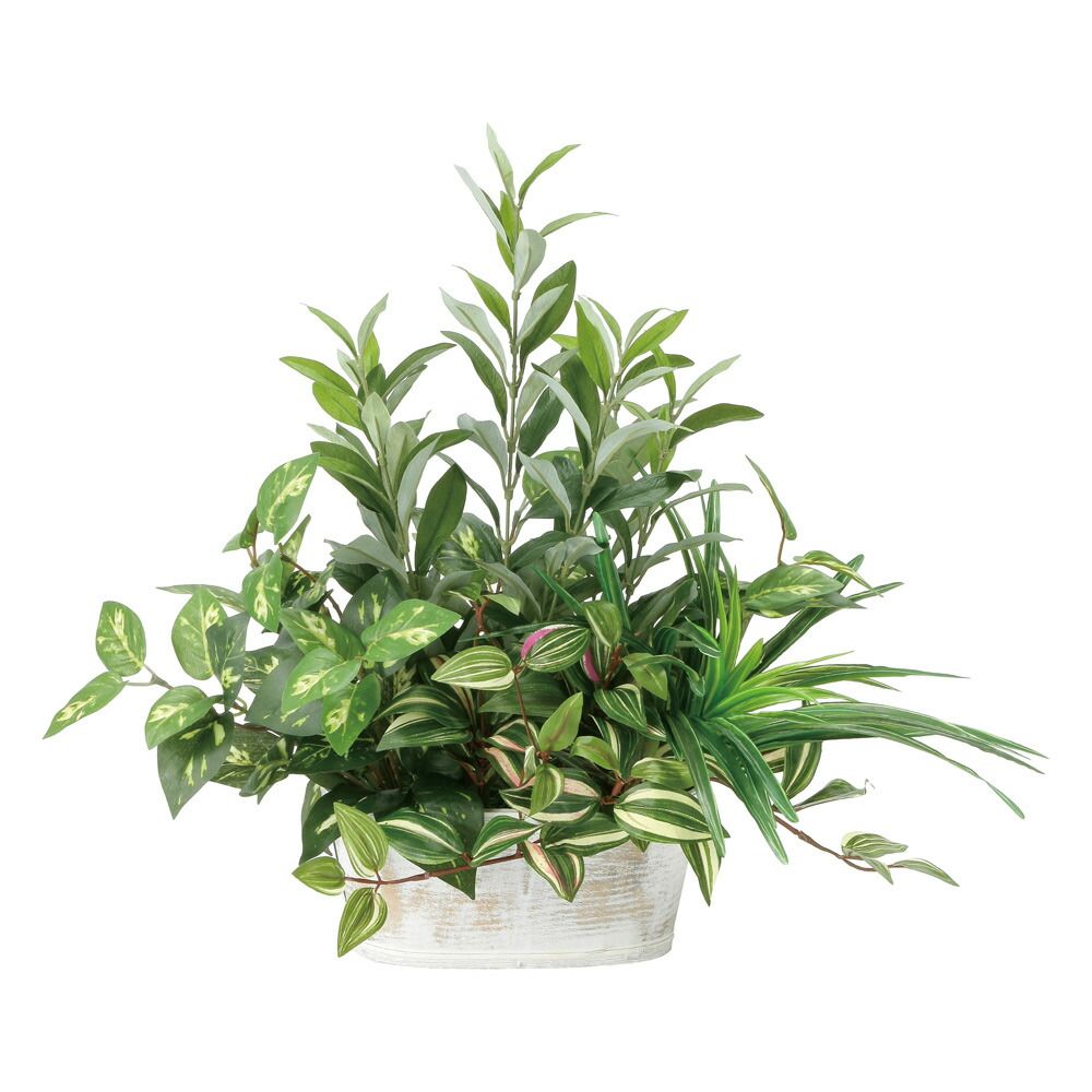 フィカス エベレスト ※頂芽未剪定 希少 インテリア 観葉植物 送料無料