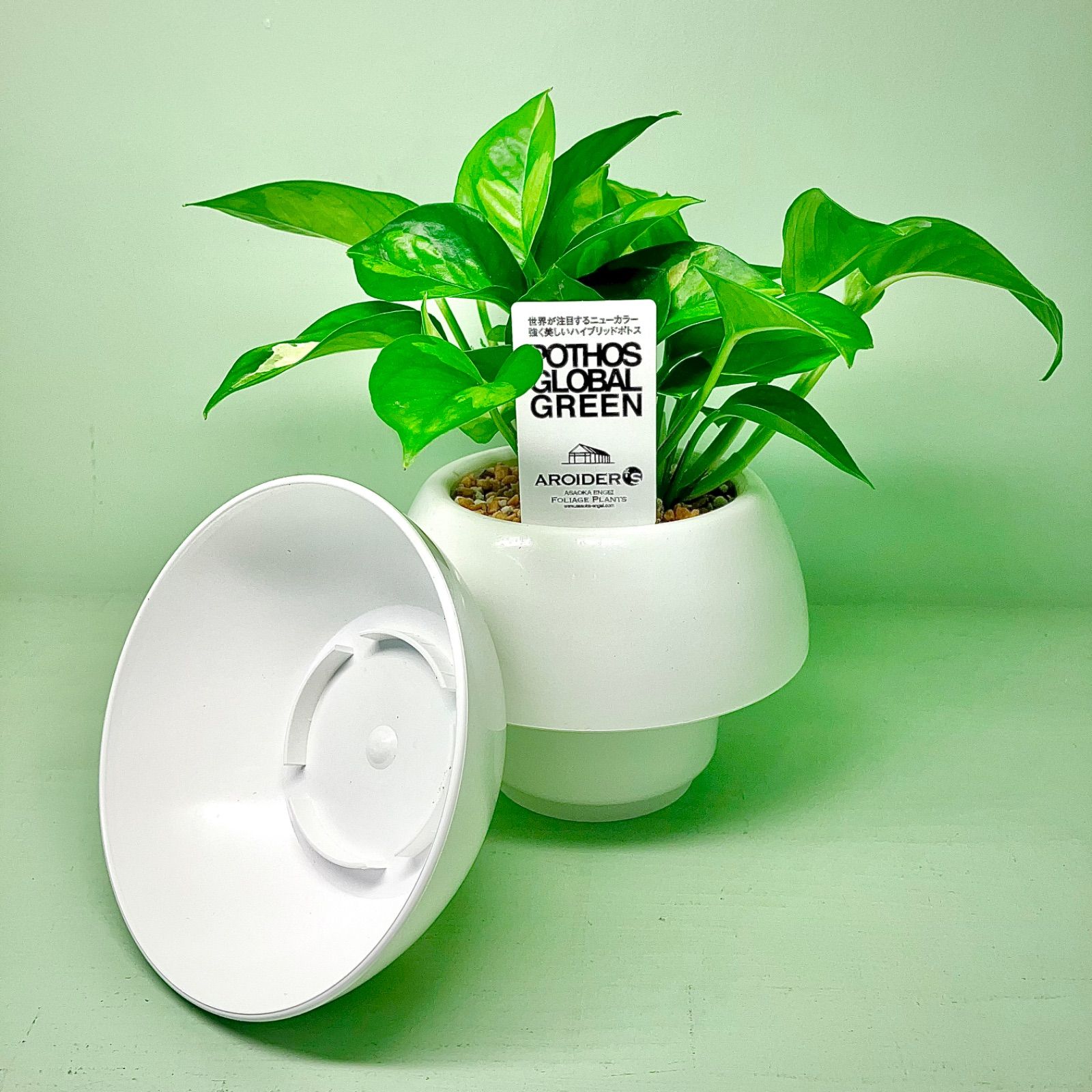 観葉植物 《観葉植物》☆レア商品☆ポトスセット 〜3兄弟〜