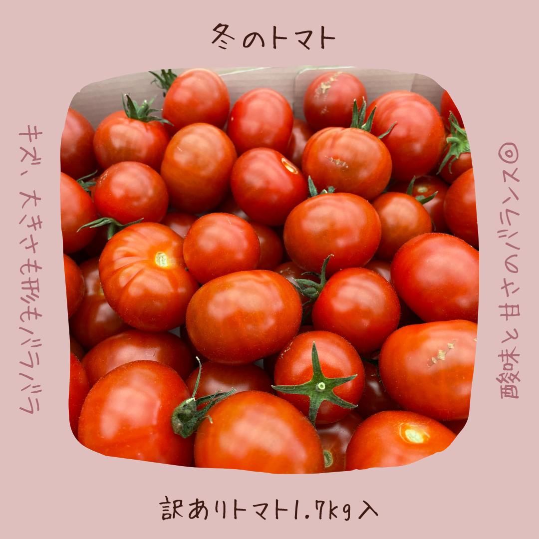 トマトらしさ濃厚♡ 訳ありフルーツミニトマト 1.7kg入り 【愛知県産】-0