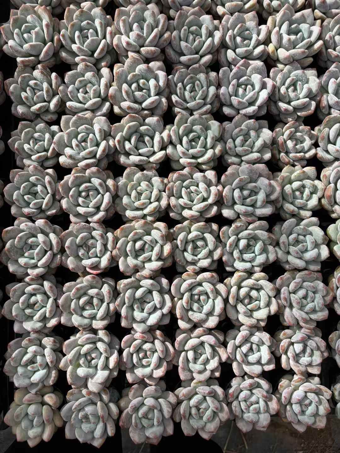 新発売 50株セット パルファム モンロー 抜き苗 多肉植物 佐川急便発送