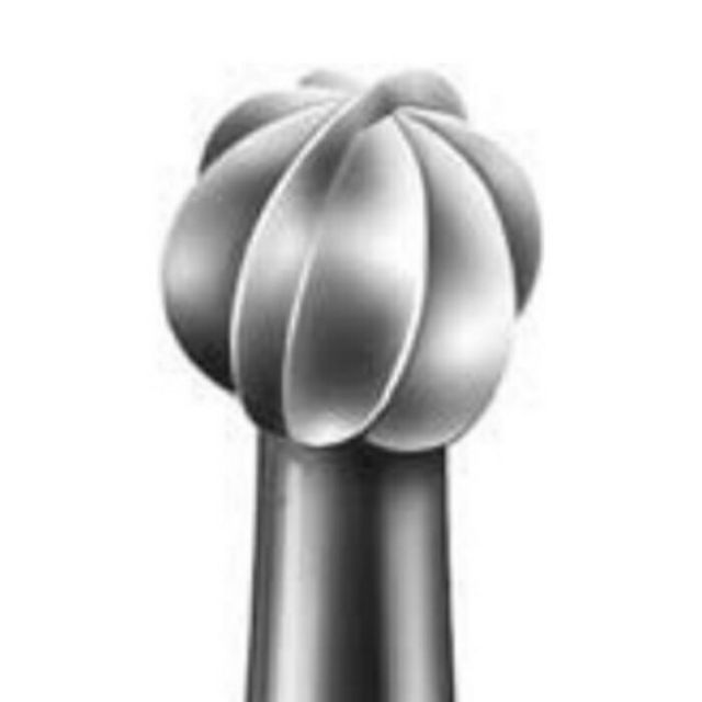 残1株 オバティフォリア 'Moby' TC #11 US輸入株【活着済み】