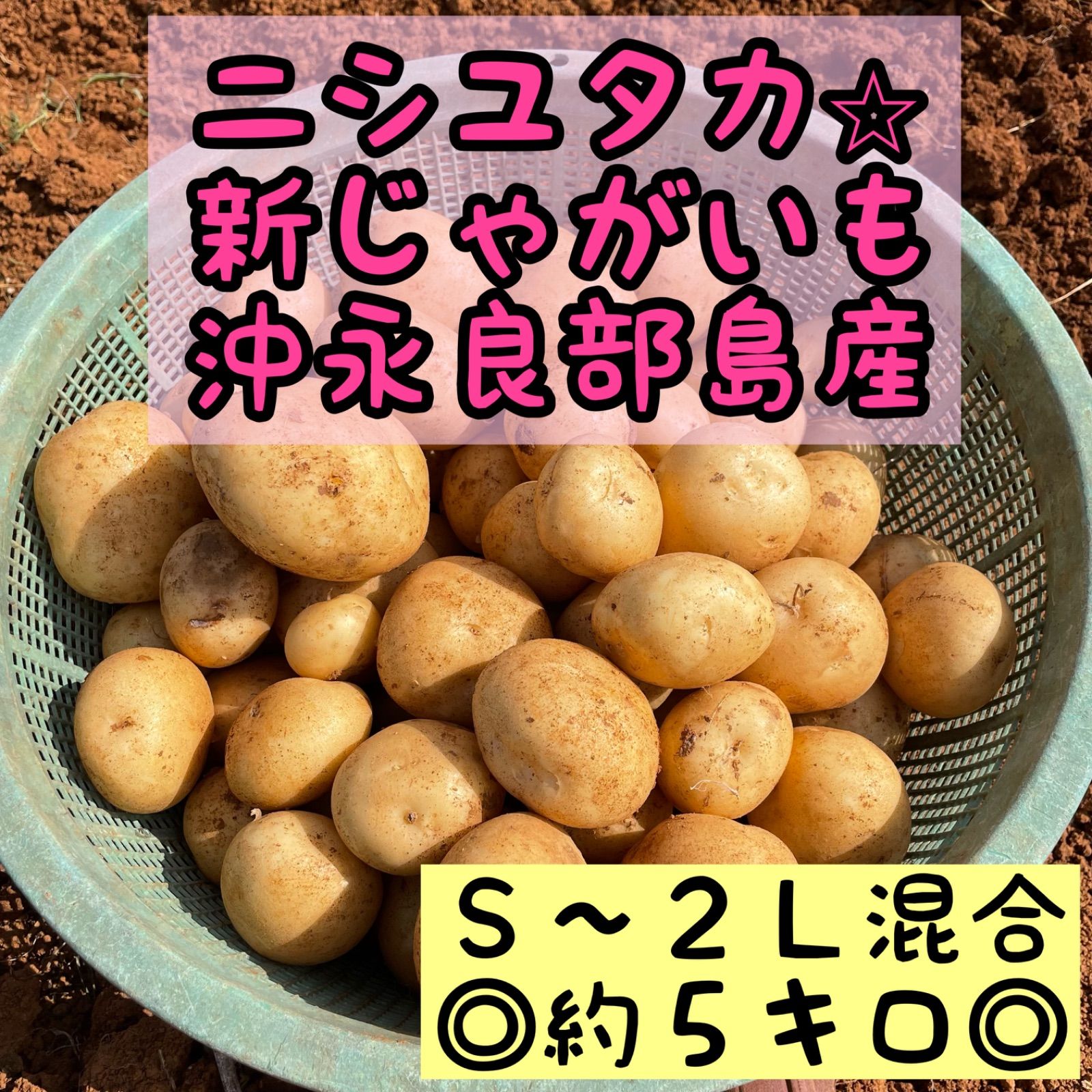 沖永良部産 新じゃがいも 5kg - 野菜