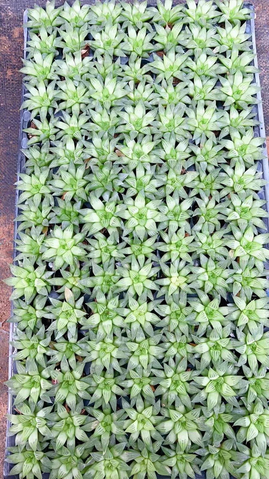 アガベサルミアナフェロックス錦縞斑縞覆輪 ナッツ様 専用 アガベ 大株