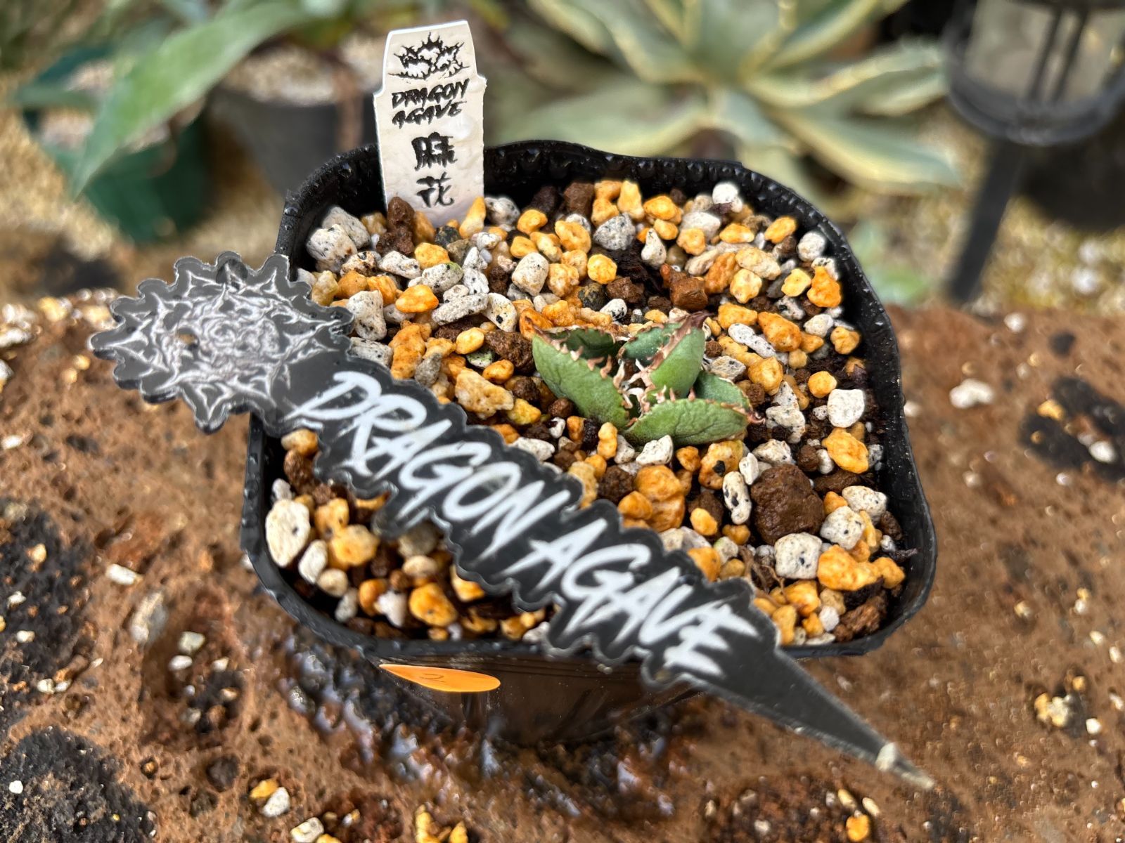 アガベ　チタノタ　麻花龍　子株 アガベ チタノタ 麻花龍 子株 Dragon Agave産》アガベ チタノタ '麻花