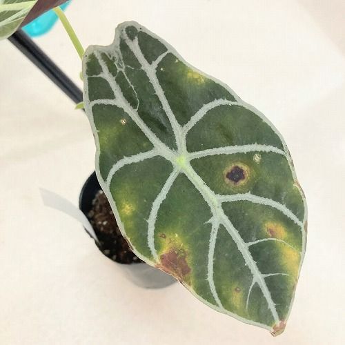 観葉植物 アロカシア ワトソニア ライトニング 3号(個体おまかせ1鉢