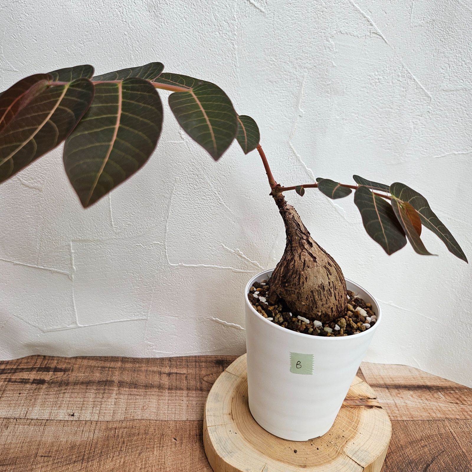 フィランサス ミラビリス 【大株】 フィランサス ミラビリス 【レア大