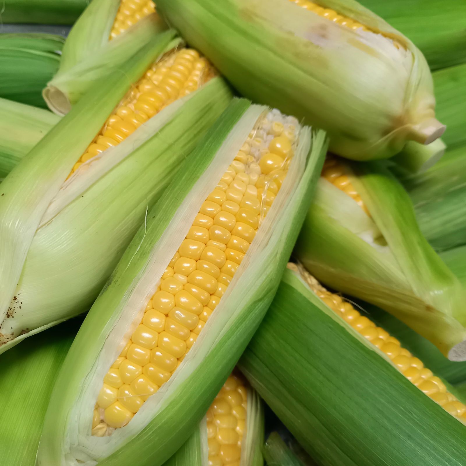 とうもろこし (スイートコーン) フレッシュ 5キロ 沖縄野菜 - メルカリ