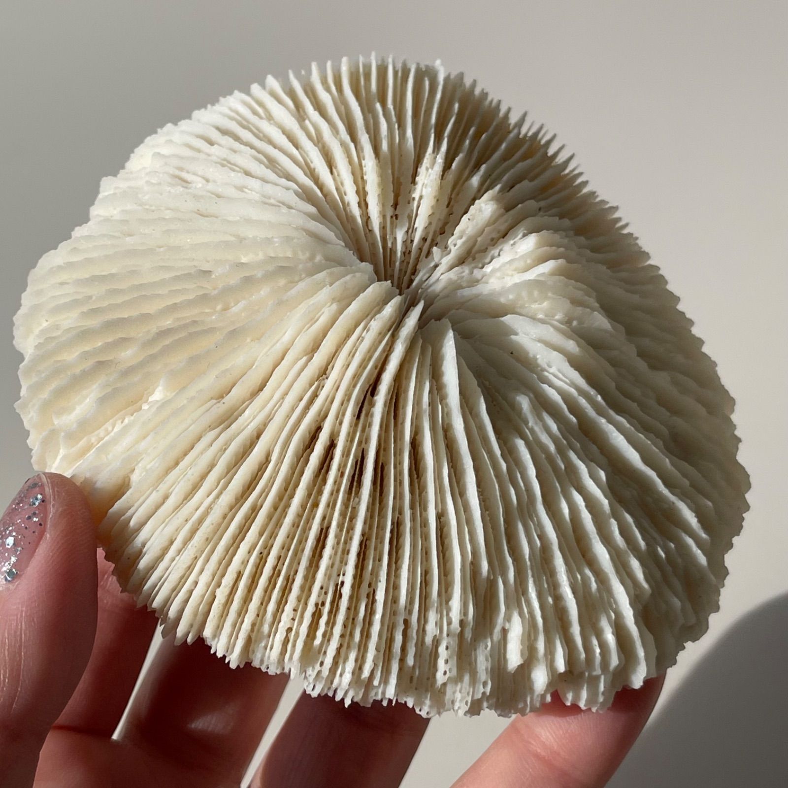 フォロー割あり】 Kusabiraishi クサビライシ|coral サンゴ 珊瑚 フォロー割あり】 Kusabiraishi クサビライシ|coral サンゴ 珊瑚