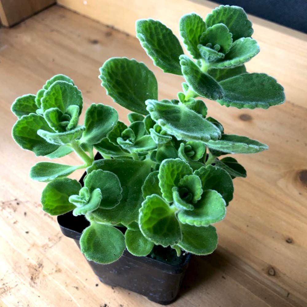 品種で選べるハーブ苗 ハーブ苗9cmポット|3個セット