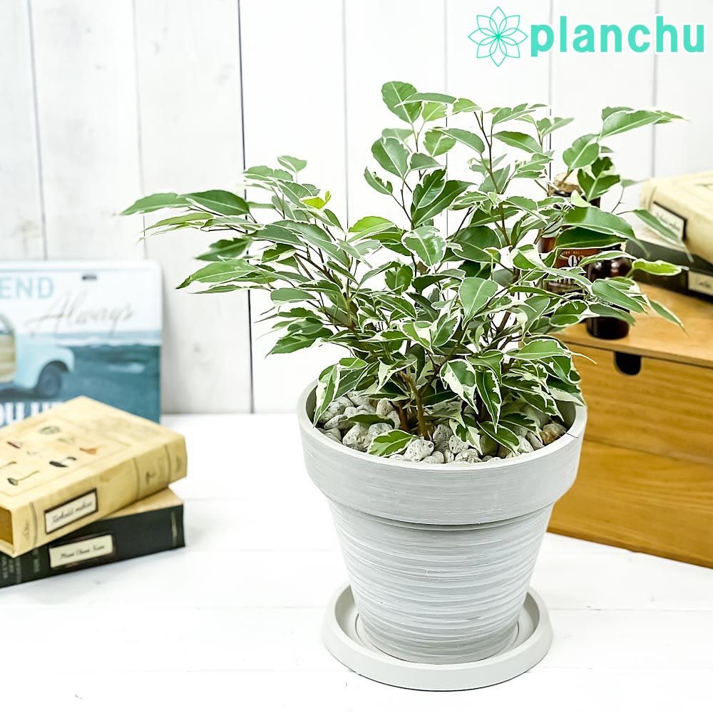 フランス 19世紀 ヴィクトリアンガラス 菓子器 高足皿 アンティーク