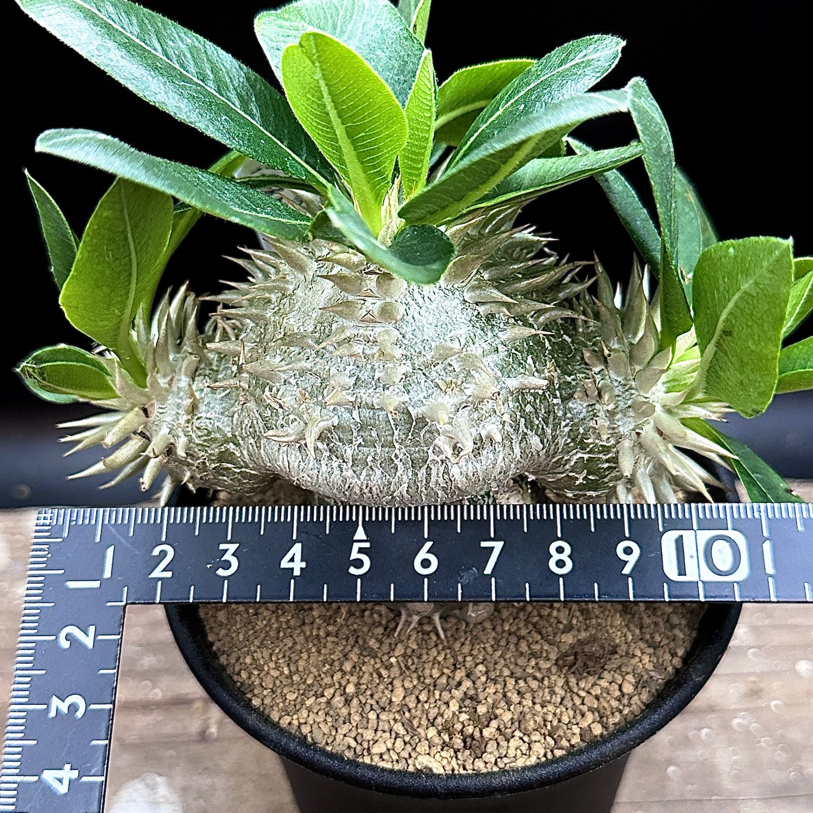 3.5号】パキポディウム 白花恵比寿笑い レウコキサンツム ラメリー接ぎ