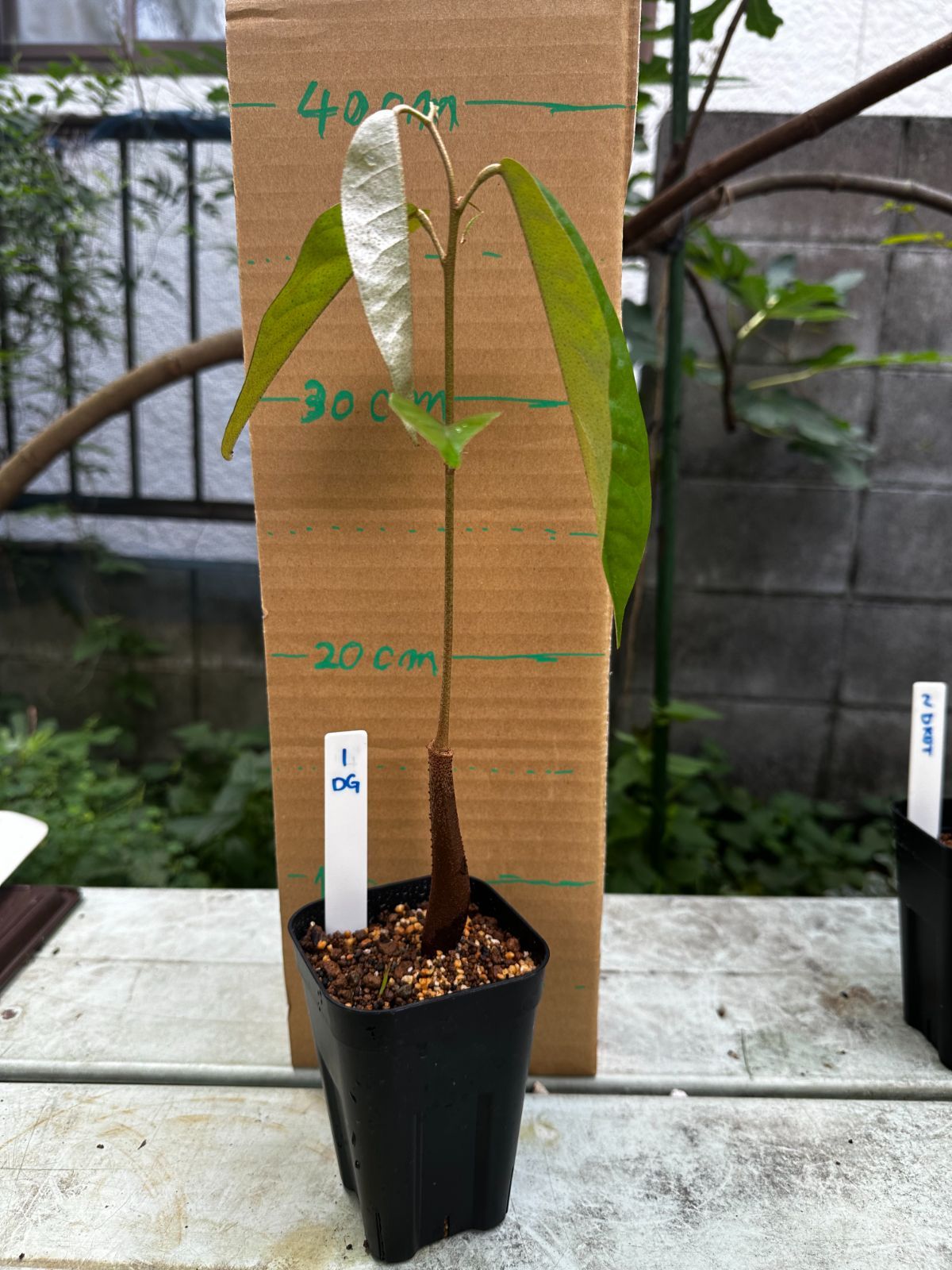 ドリアン苗Durio graveolens（Durian Merah Fruit Plant (Durio