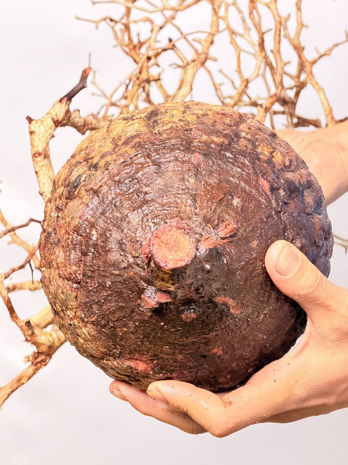 A144 Maison de Madagascar オペルクリカリア パキプス ベアルート株 マダガスカル選抜 Operculicarya pachypus パキプス コーデックス WWW_GEBZETESISAT_COM_TR