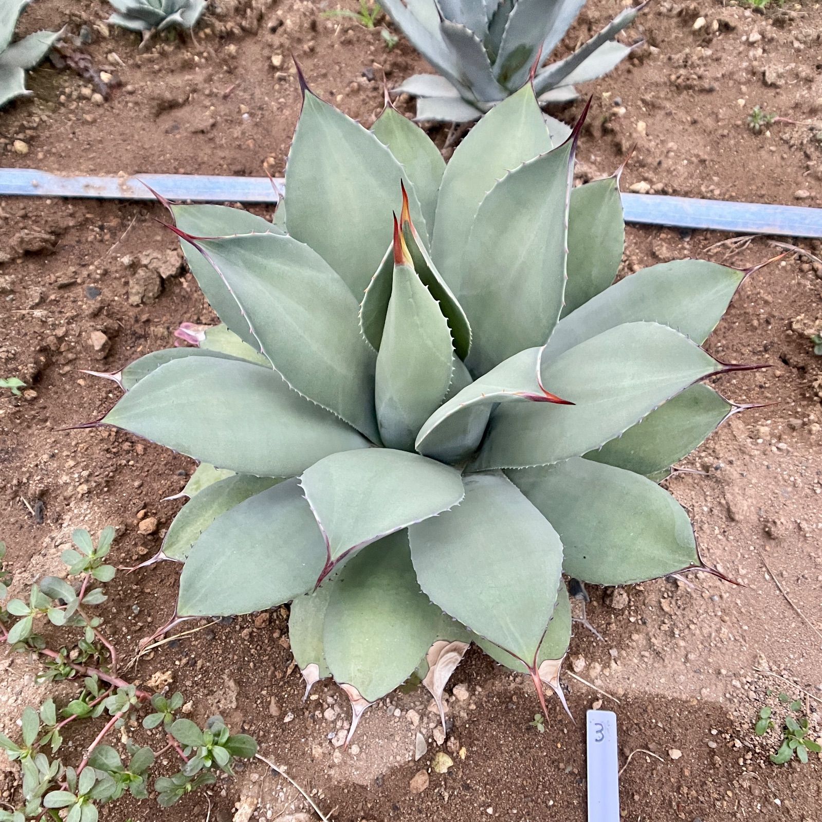 アガベ パリー トランカータ③ F00324_Agave parryi var. truncata