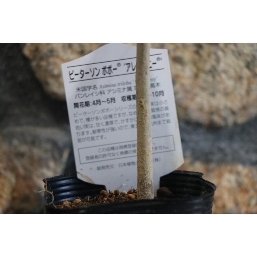 ポポー アレゲーニー 4号ポット苗 1株販売 ピーターソンポポー