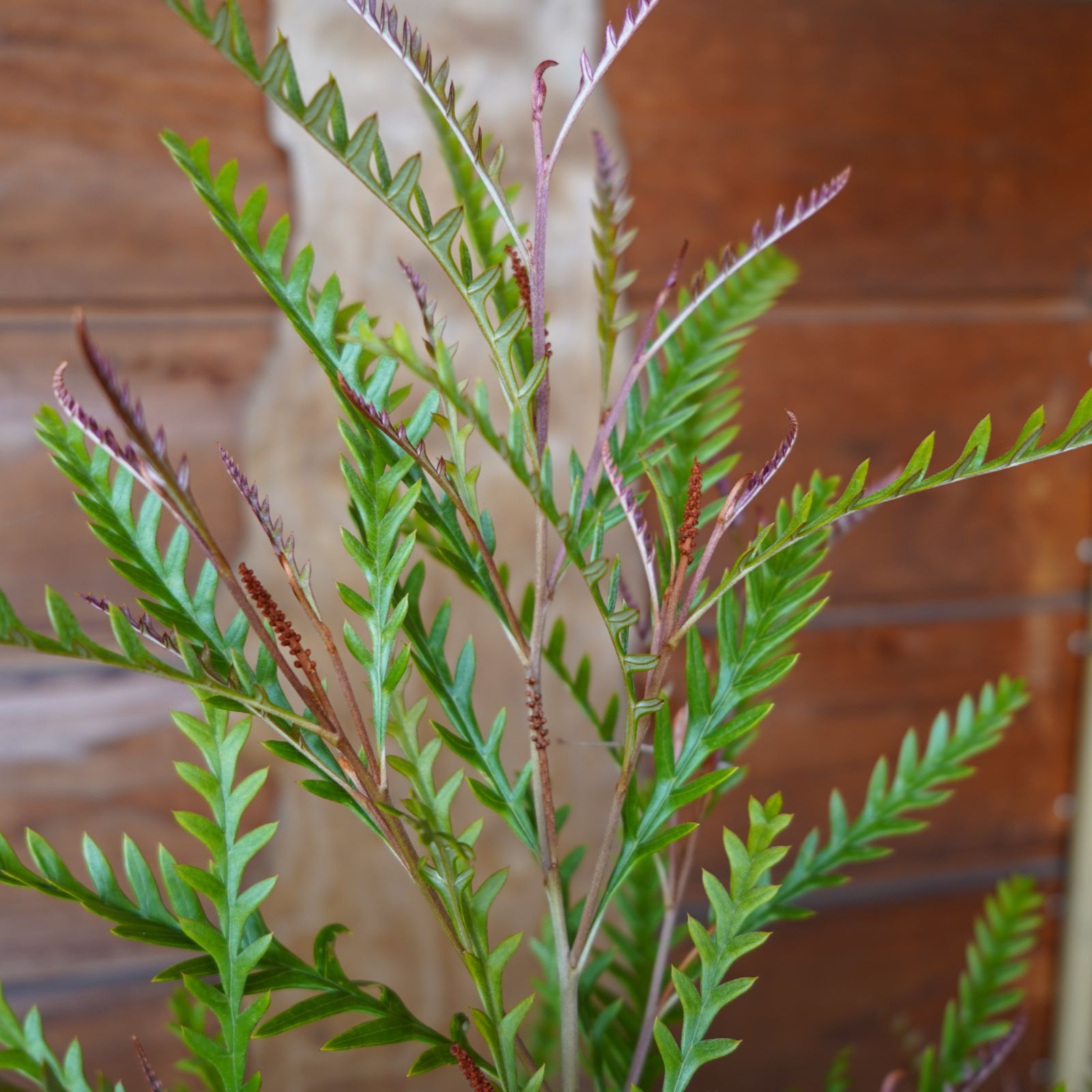 現物】グレビレア 