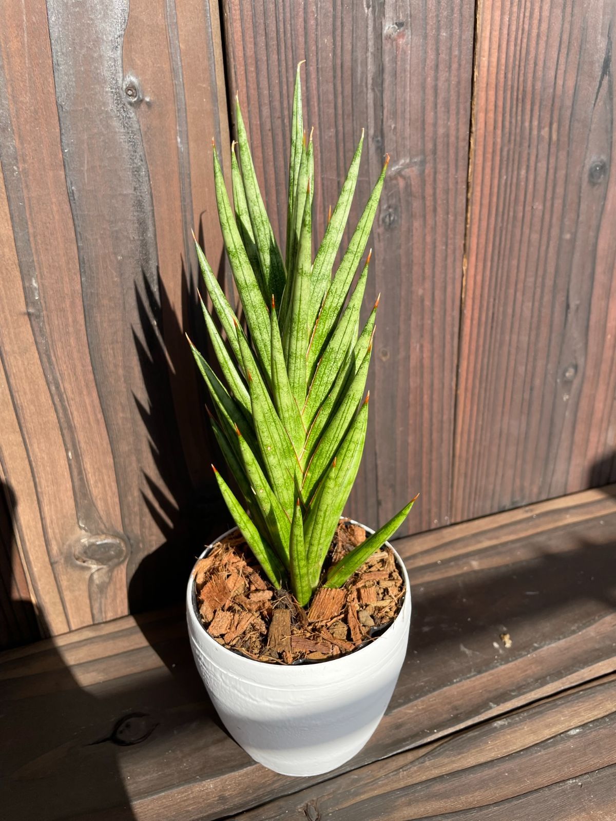 今年人気のブランド品や 新品 未使用 サンスベリア フランシシー 多肉植物 A 植物 観葉植物 Shop Makeupbrowsandmore Be Shop Makeupbrowsandmore Be